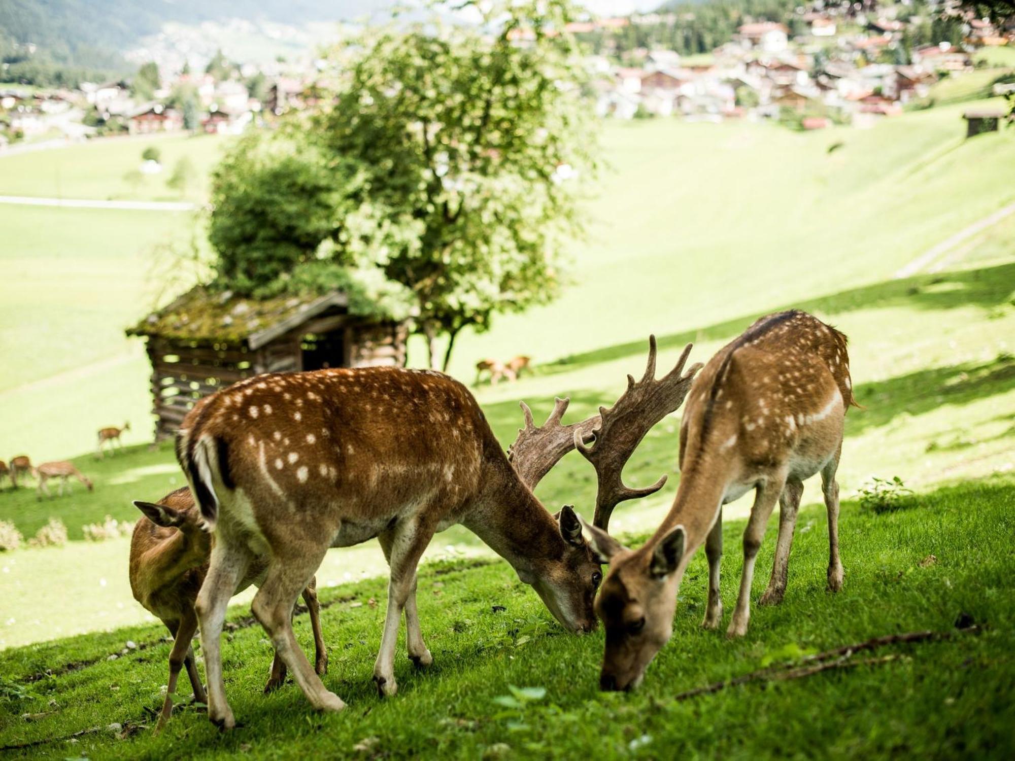 Forster'S Naturresort Neustift im Stubaital Buitenkant foto